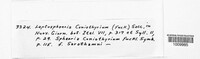 Coniothyrium fuckelii image